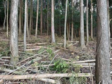 森林整備の状況