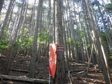 伐採前