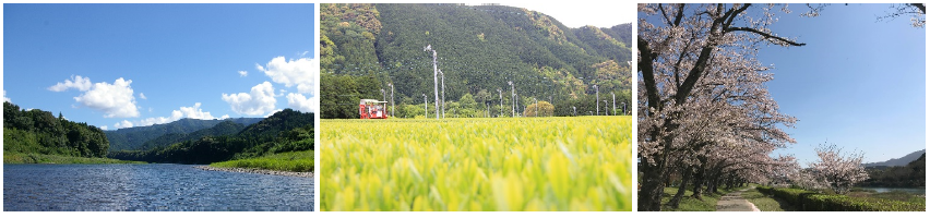 清流宮川・茶畑・桜並木の画像