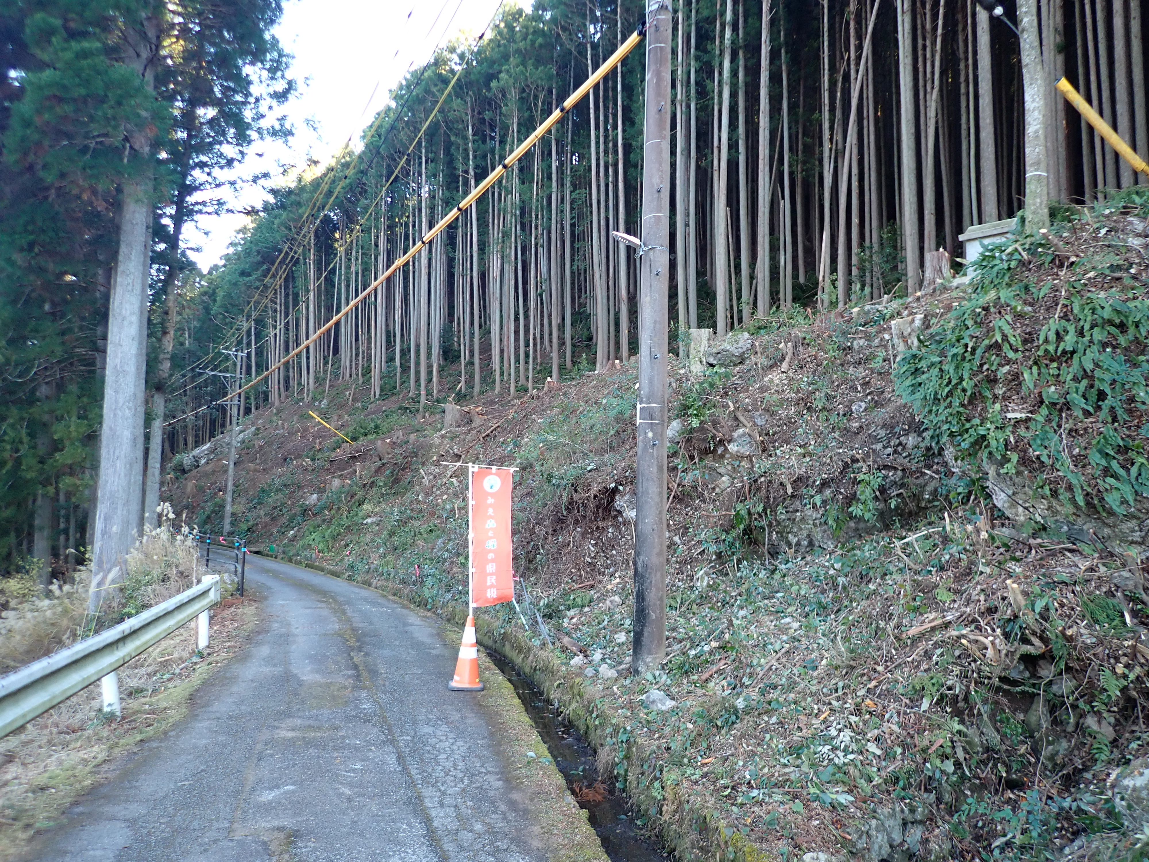 伐採前の写真