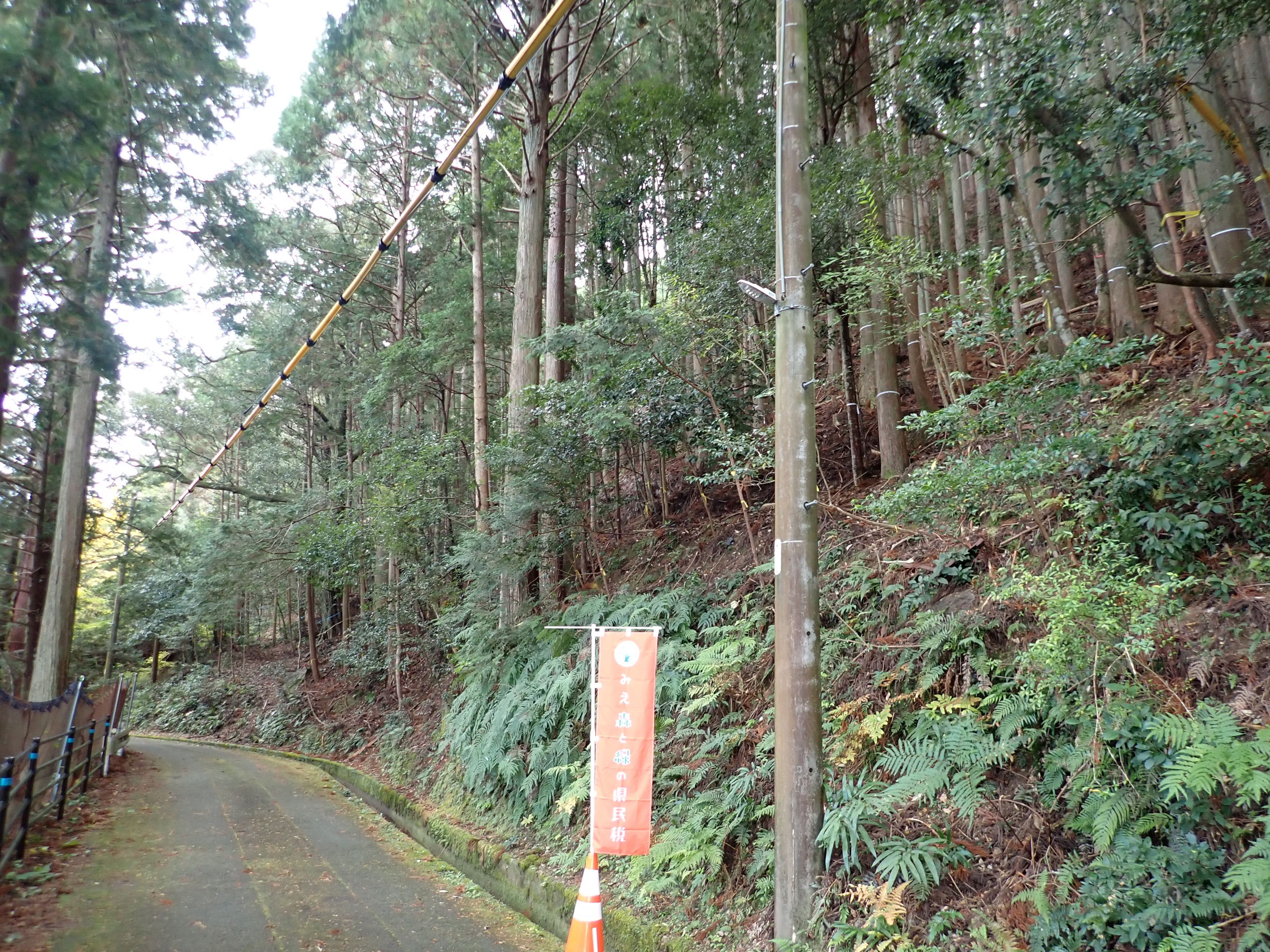 伐採前の写真