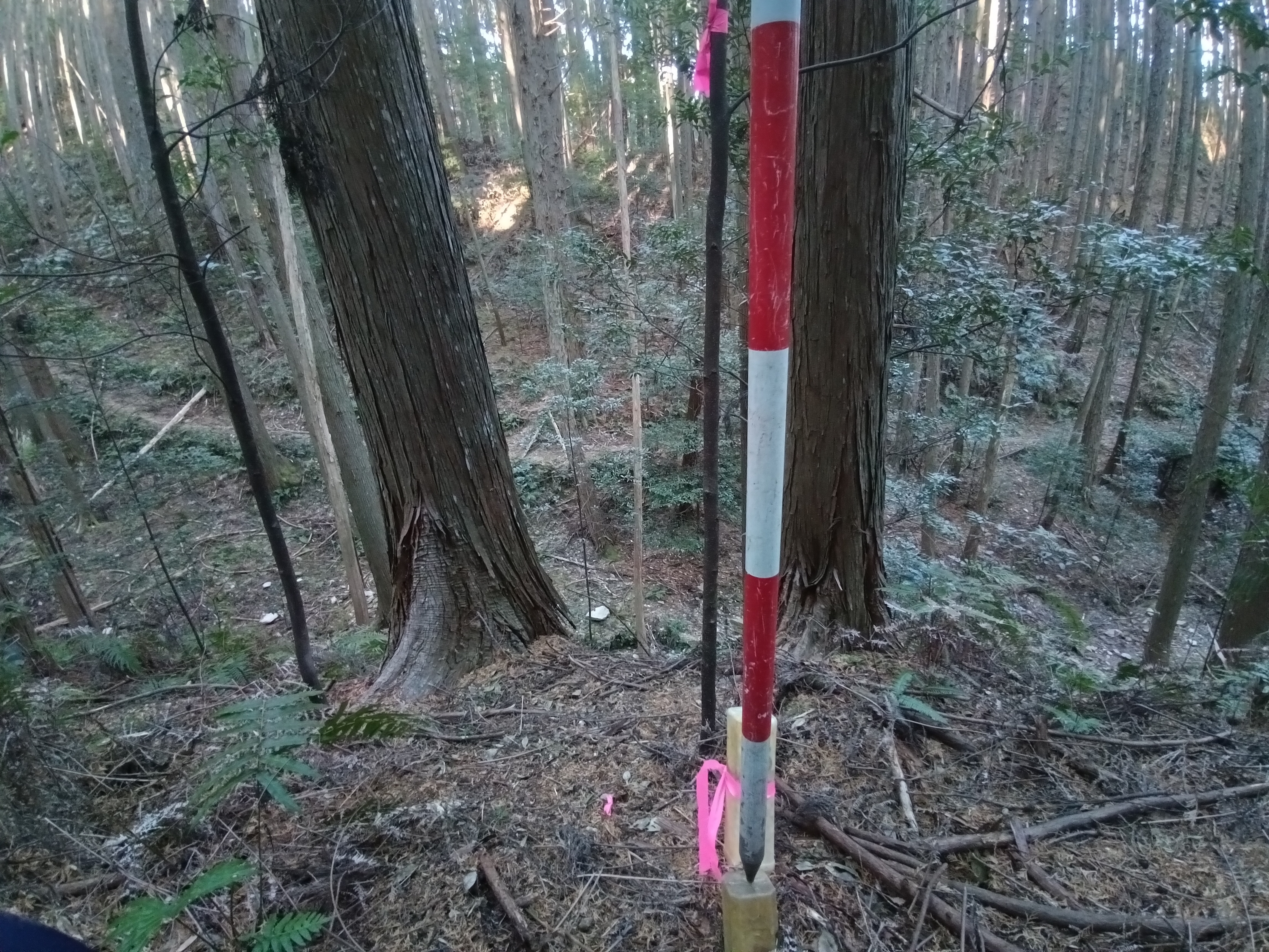 現地調査の様子