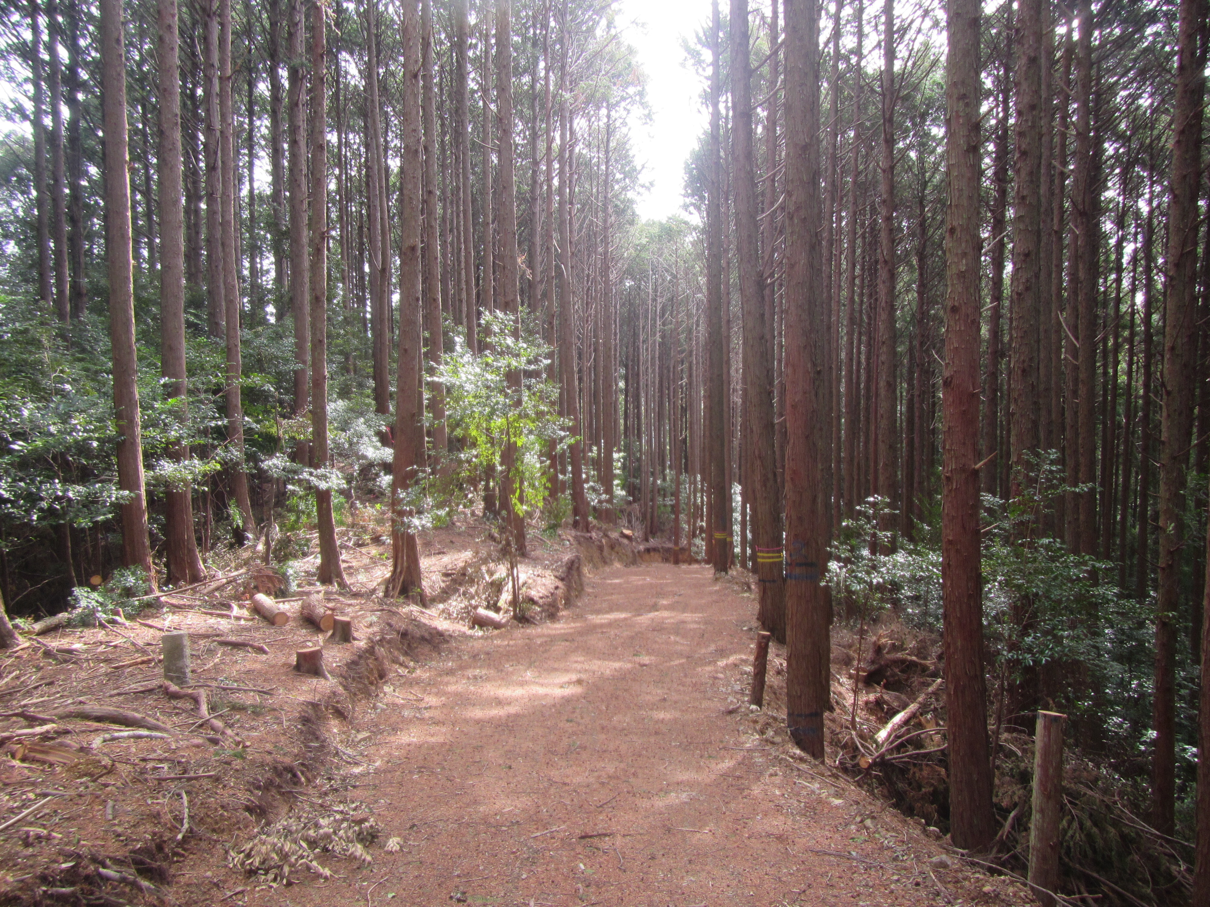 路網整備の状況(3)