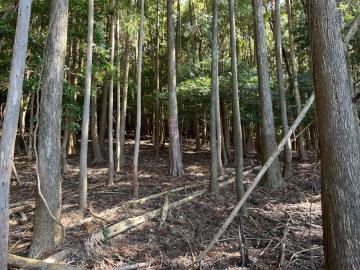 森林整備の状況